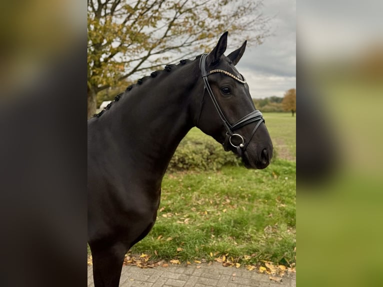 Oldenburg Gelding 5 years 16.1 hh Black in Münster