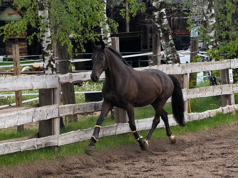 Oldenburg Mix Gelding 5 years 16.1 hh Black in Wietze