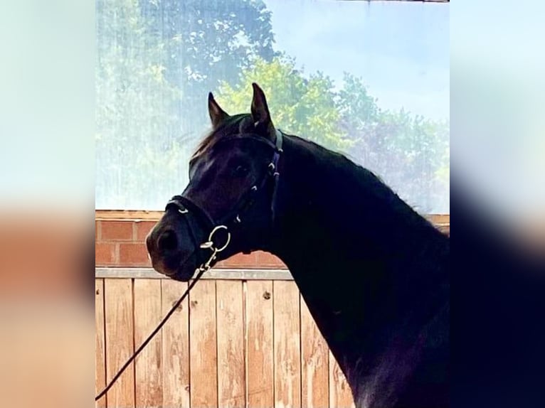 Oldenburg Gelding 5 years 16,1 hh Black in Ostercappeln