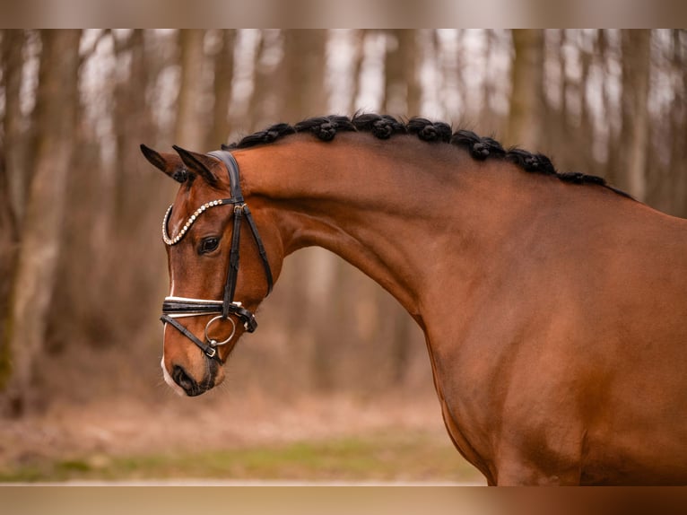Oldenburg Gelding 5 years 16.1 hh Brown in Wehringen