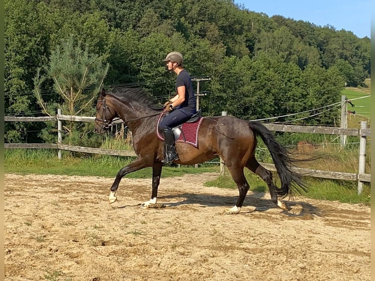 Oldenburg Gelding 5 years 16,1 hh Brown in Neustadt in Sachsen