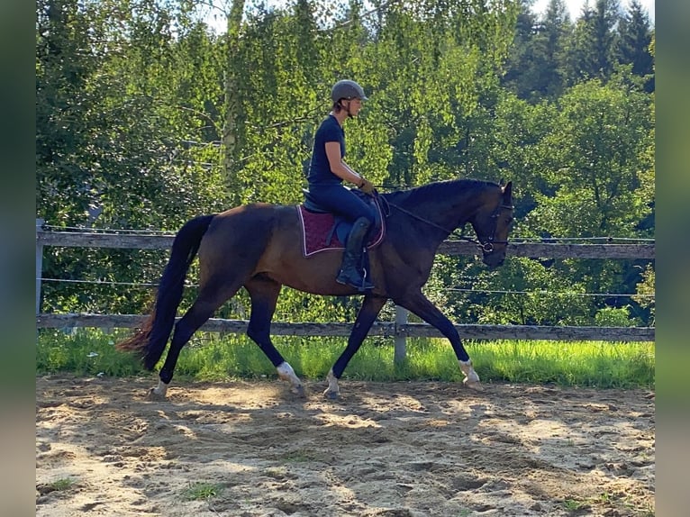 Oldenburg Gelding 5 years 16,1 hh Brown in Neustadt in Sachsen