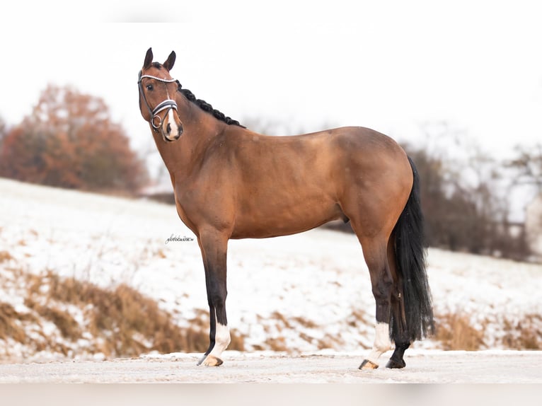 Oldenburg Gelding 5 years 16.1 hh Brown in Lehrberg