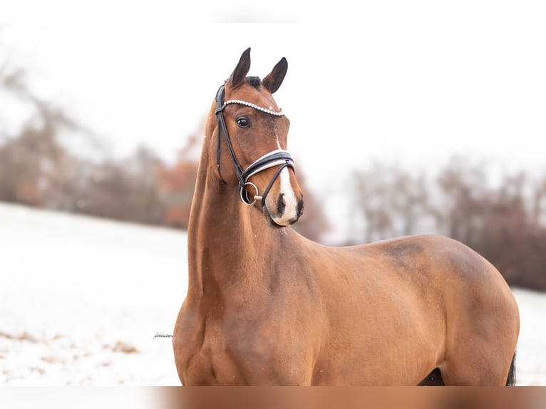 Oldenburg Gelding 5 years 16.1 hh Brown in Lehrberg