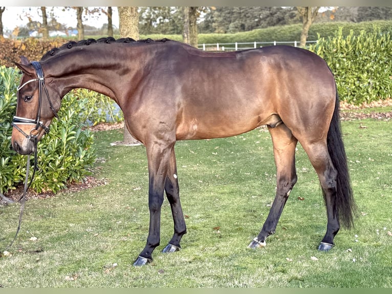 Oldenburg Gelding 5 years 16.1 hh Brown in Visbek