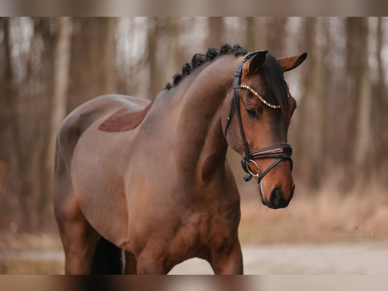 Oldenburg Gelding 5 years 16,1 hh Brown in Wehringen