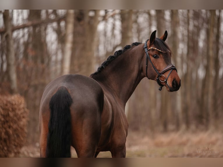 Oldenburg Gelding 5 years 16,1 hh Brown in Wehringen