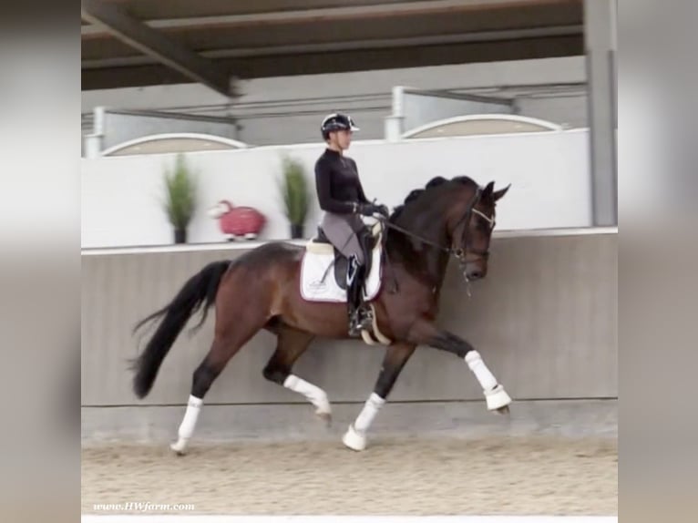 Oldenburg Gelding 5 years 16,1 hh Brown in Nottuln