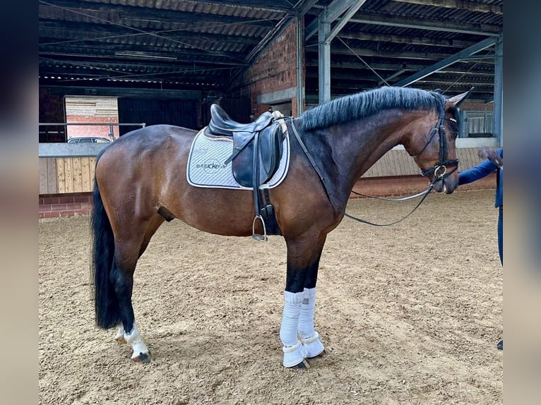 Oldenburg Gelding 5 years 16,1 hh Brown in Nottuln