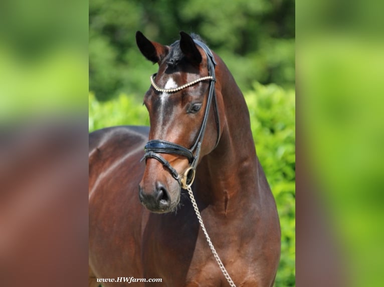 Oldenburg Gelding 5 years 16,1 hh Brown in Nottuln