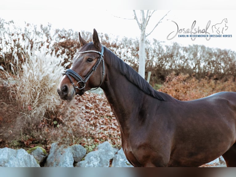 Oldenburg Gelding 5 years 16.1 hh Brown in Oberstadion