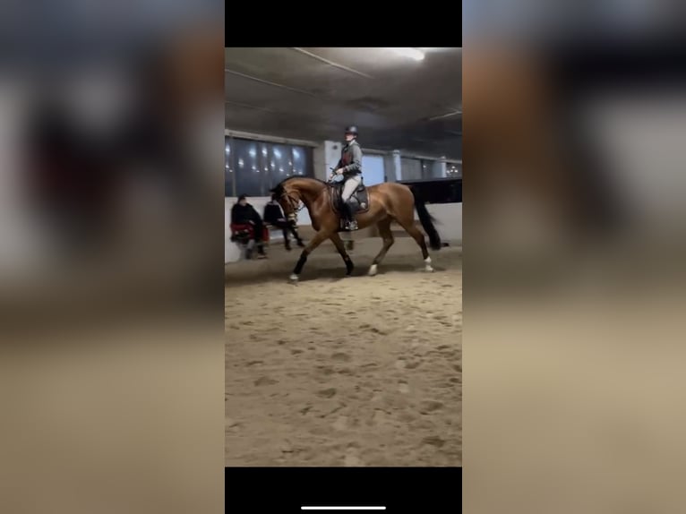 Oldenburg Gelding 5 years 16,1 hh Brown in Eggelsberg