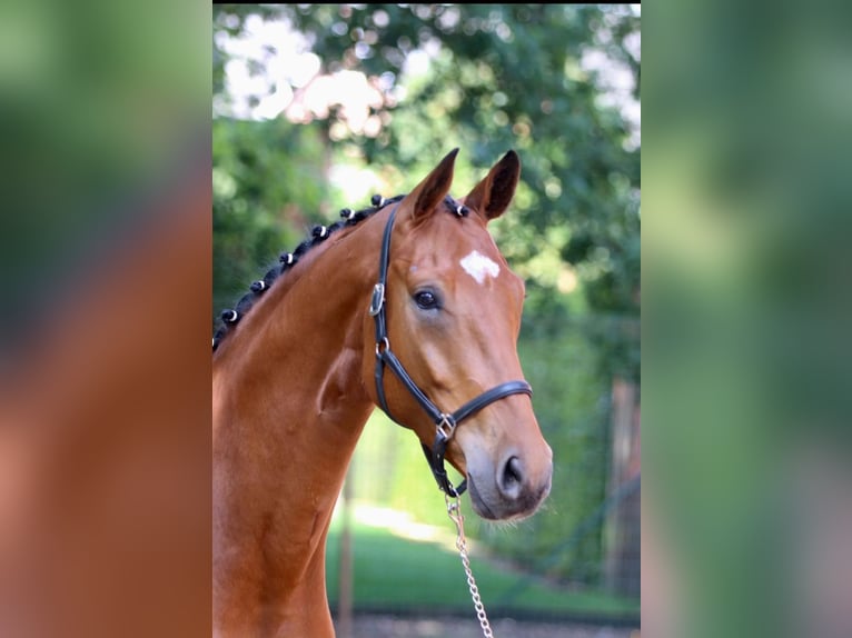 Oldenburg Gelding 5 years 16,1 hh Brown in Eggelsberg