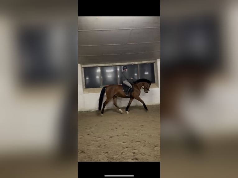 Oldenburg Gelding 5 years 16,1 hh Brown in Eggelsberg