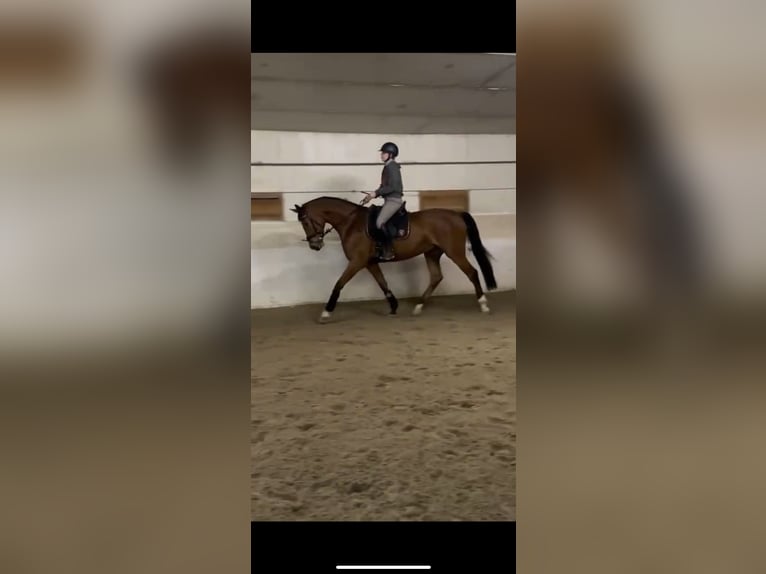 Oldenburg Gelding 5 years 16,1 hh Brown in Eggelsberg