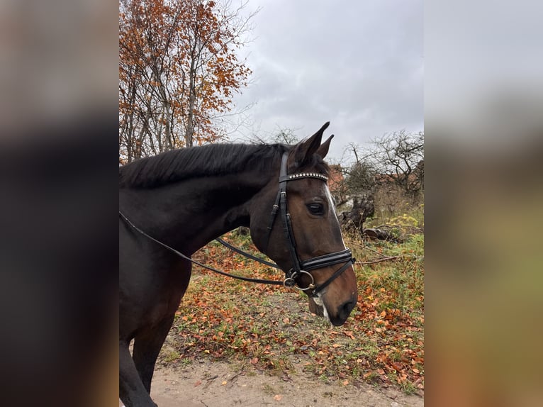 Oldenburg Gelding 5 years 16,1 hh Brown in Wees