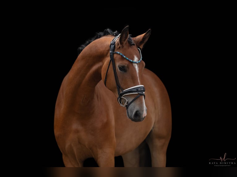 Oldenburg Gelding 5 years 16,1 hh Brown in Wehringen