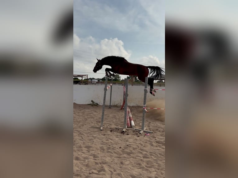 Oldenburg Gelding 5 years 16.1 hh Brown in Els Poblets