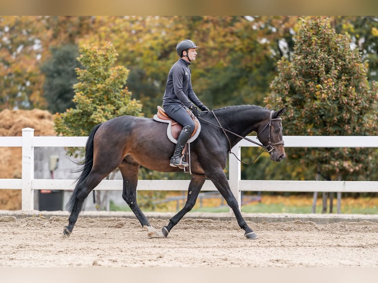 Oldenburg Gelding 5 years 16.1 hh Brown in Zduchovice