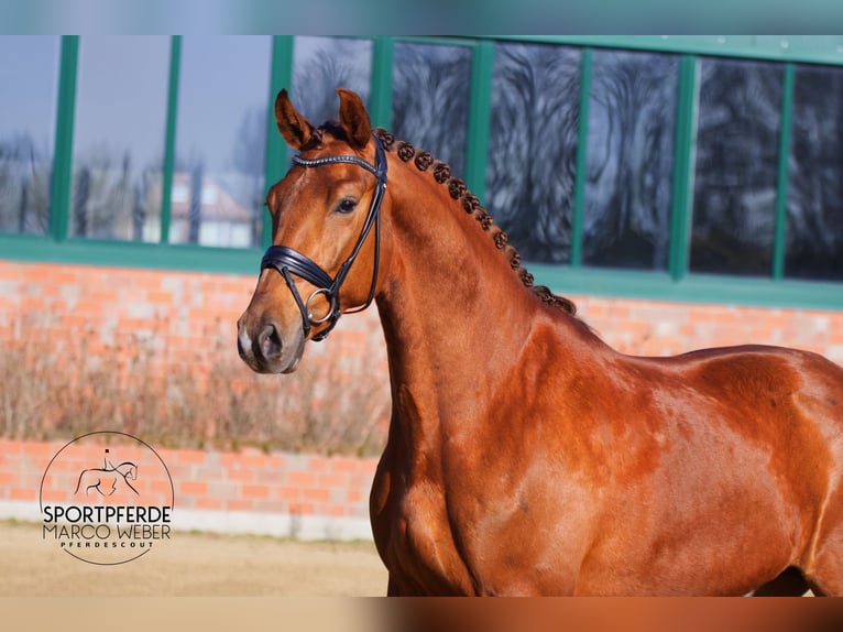 Oldenburg Gelding 5 years 16.1 hh Chestnut-Red in Bramsche