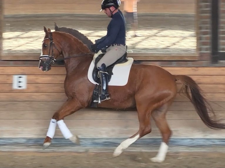 Oldenburg Gelding 5 years 16,1 hh Chestnut-Red in Heidesheim am Rhein