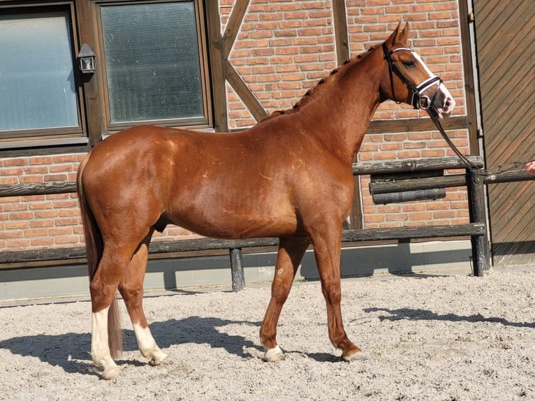 Oldenburg Gelding 5 years 16,1 hh Chestnut-Red in Heidesheim am Rhein