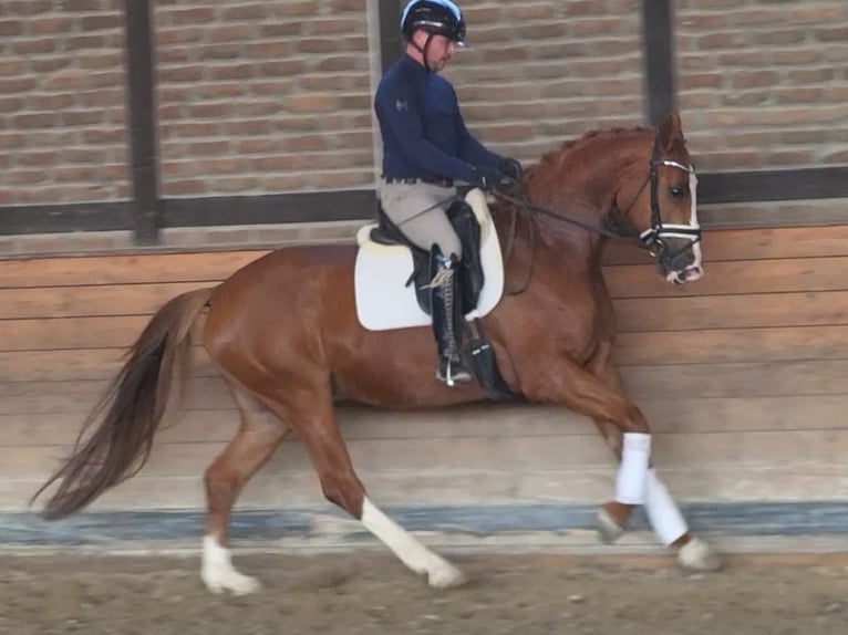 Oldenburg Gelding 5 years 16,1 hh Chestnut-Red in Heidesheim am Rhein