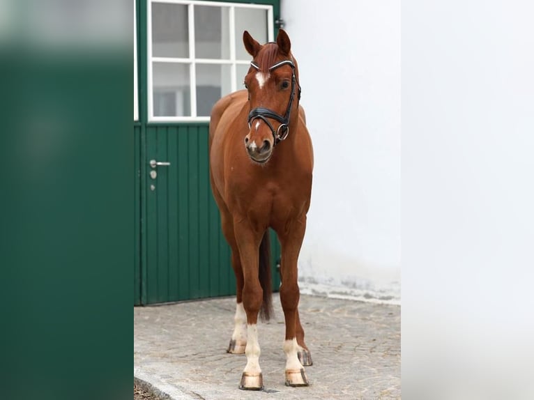 Oldenburg Gelding 5 years 16,1 hh Chestnut-Red in Haag am Hausruck