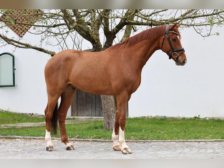 Oldenburg Gelding 5 years 16,1 hh Chestnut-Red in Haag am Hausruck