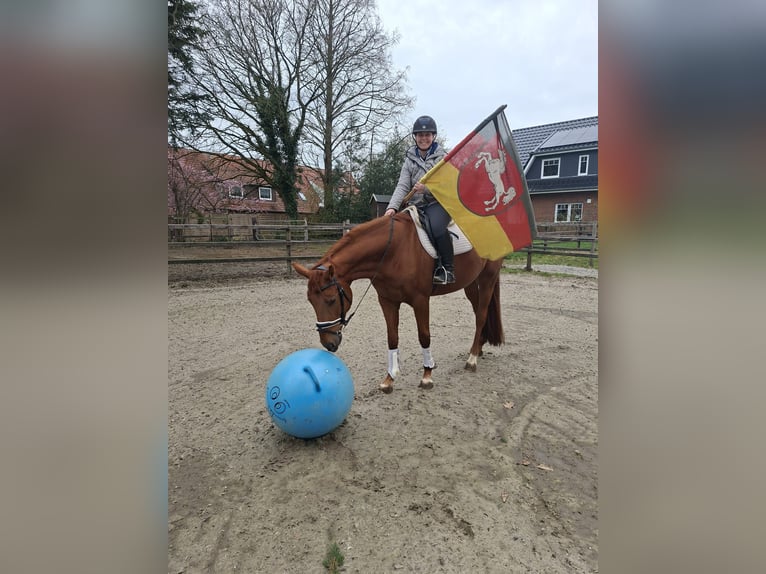 Oldenburg Gelding 5 years 16.1 hh Chestnut-Red in Elmlohe