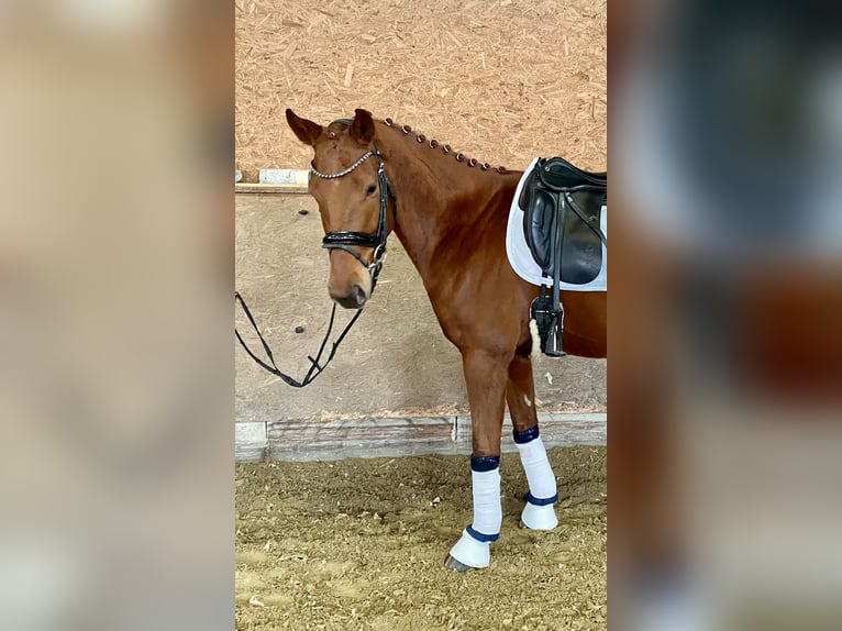 Oldenburg Gelding 5 years 16,1 hh Chestnut-Red in Hude (Oldenburg)