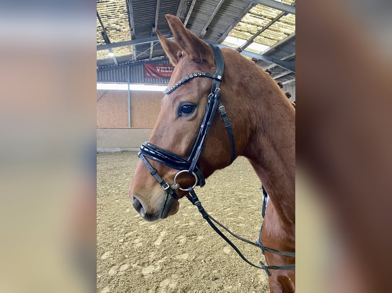 Oldenburg Gelding 5 years 16,1 hh Chestnut-Red in Hude (Oldenburg)