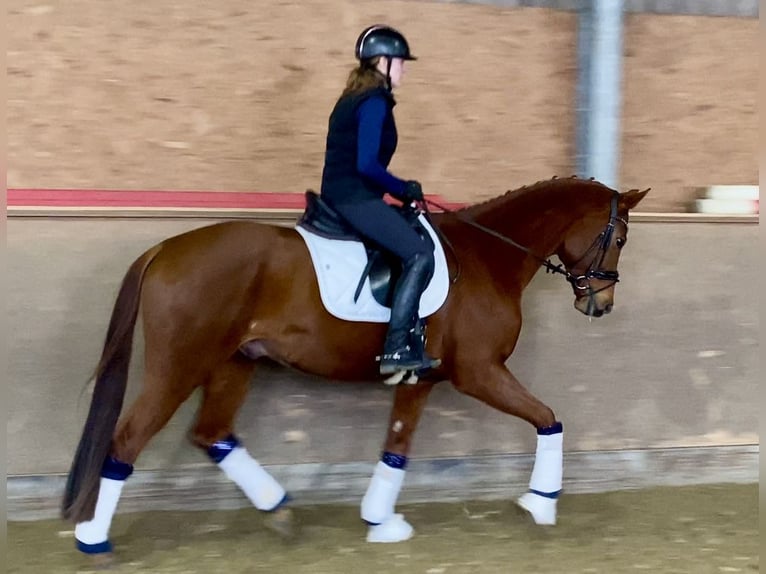 Oldenburg Gelding 5 years 16,1 hh Chestnut-Red in Hude (Oldenburg)