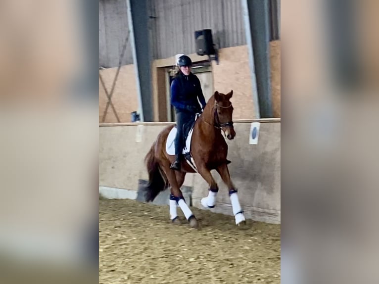 Oldenburg Gelding 5 years 16,1 hh Chestnut-Red in Hude (Oldenburg)