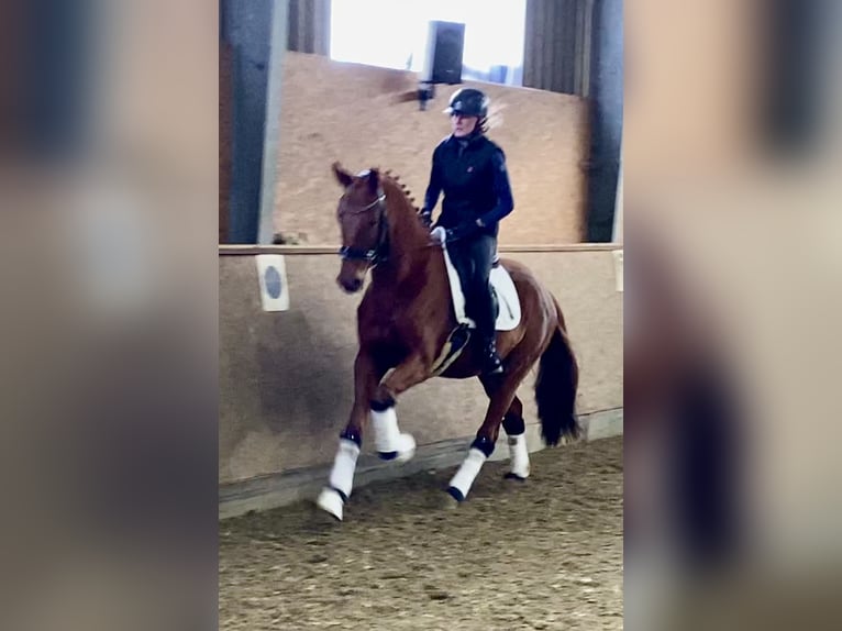 Oldenburg Gelding 5 years 16,1 hh Chestnut-Red in Hude (Oldenburg)