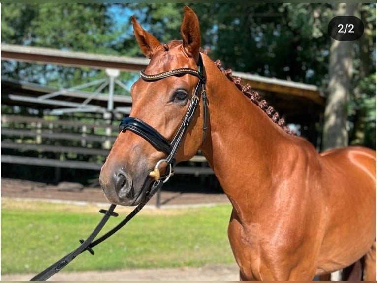 Oldenburg Gelding 5 years 16,1 hh Chestnut-Red in Hude (Oldenburg)