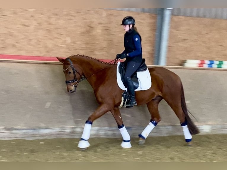 Oldenburg Gelding 5 years 16,1 hh Chestnut-Red in Hude (Oldenburg)