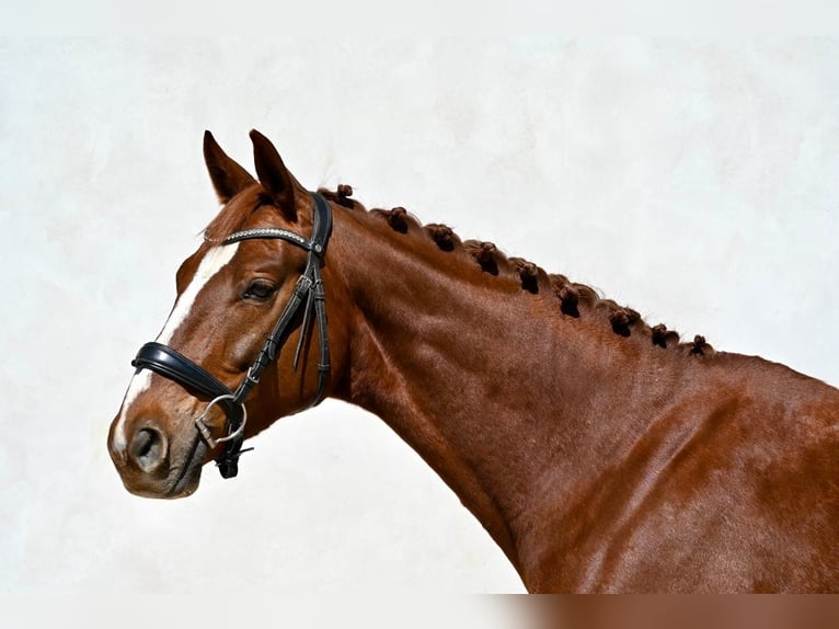 Oldenburg Gelding 5 years 16.1 hh Chestnut in Prague