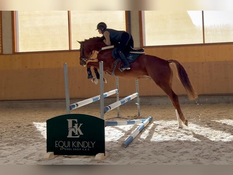 Oldenburg Gelding 5 years 16.1 hh Chestnut in Prague