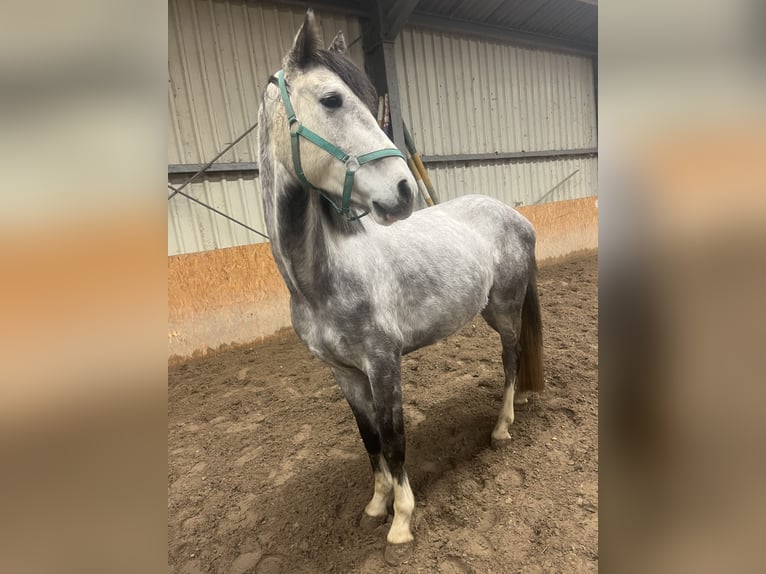 Oldenburg Gelding 5 years 16.1 hh Grey in Söllingen