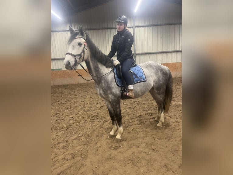Oldenburg Gelding 5 years 16.1 hh Grey in Söllingen