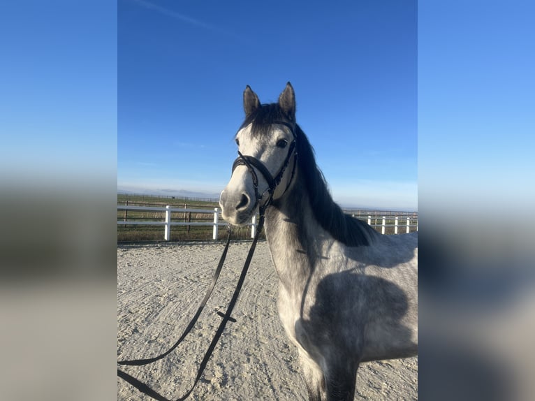 Oldenburg Gelding 5 years 16.1 hh Grey in Söllingen