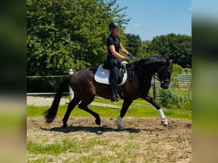 Oldenburg Gelding 5 years 16.1 hh Smoky-Black in Krummhörn