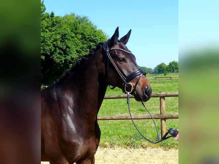 Oldenburg Gelding 5 years 16,2 hh Bay-Dark in Drantum