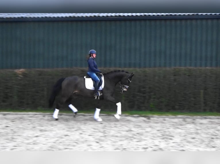 Oldenburg Gelding 5 years 16.2 hh Bay-Dark in Mönchengladbach