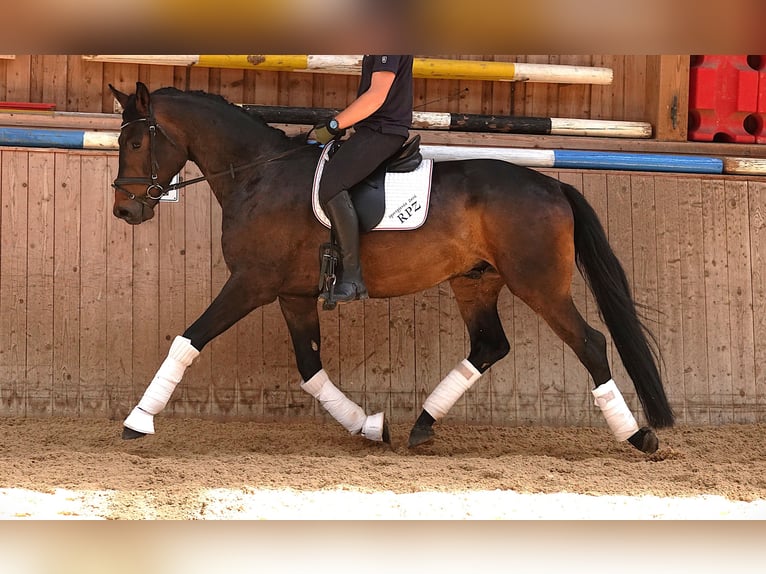 Oldenburg Gelding 5 years 16.2 hh Bay-Dark in Rehau