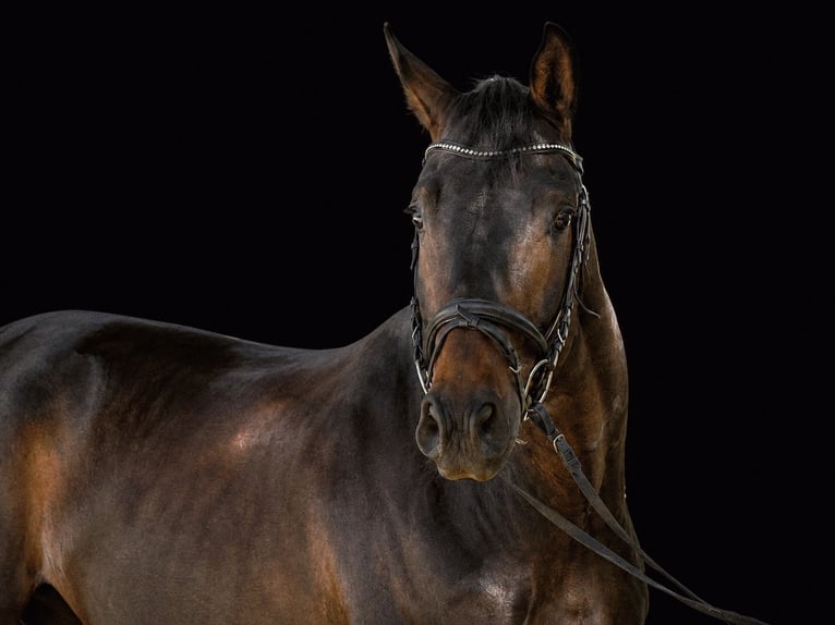 Oldenburg Gelding 5 years 16.2 hh Bay-Dark in Rehau