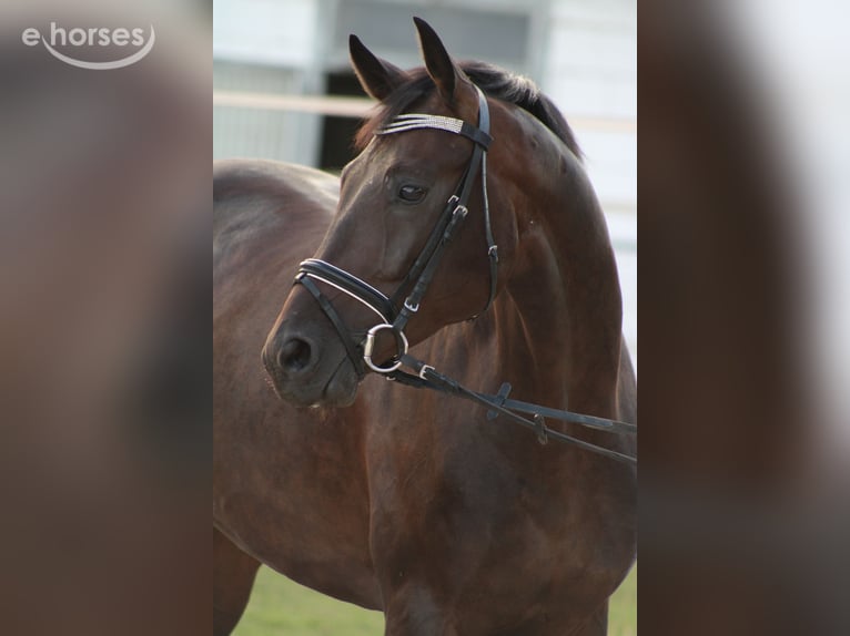 Oldenburg Gelding 5 years 16.2 hh Bay-Dark in Korntal-Münchingen