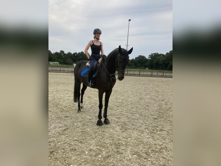 Oldenburg Gelding 5 years 16,2 hh Bay-Dark in Großenkneten