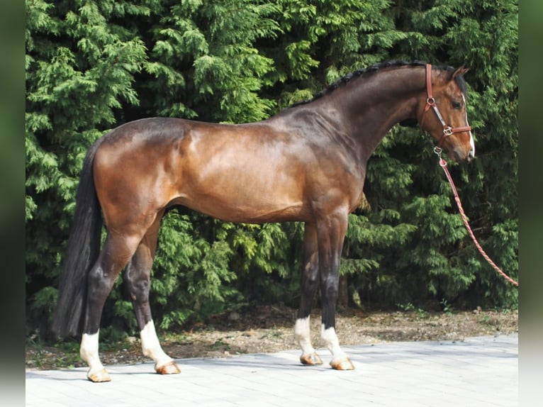 Oldenburg Gelding 5 years 16,2 hh Bay in Budapest